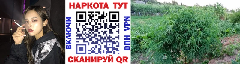 ГАШИШ Западная Двина