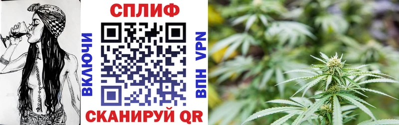где купить наркоту  Западная Двина  Бошки Шишки сатива 